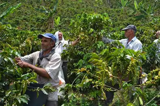 recolectores de cafe colombia