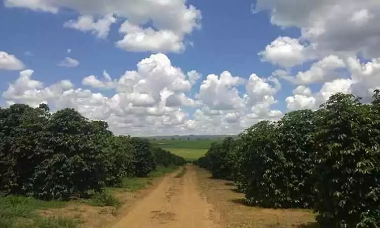 campos cultivo de cafe