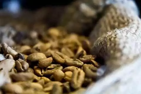 tipo de granos de cafe liberica granos cafe liberica