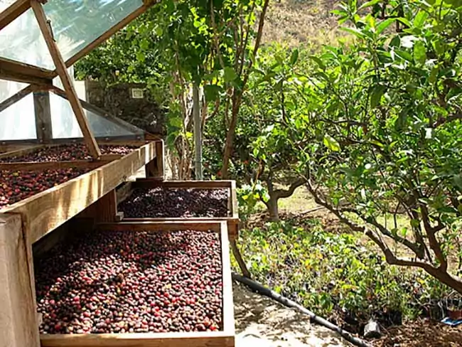 cafe de agaete secando al sol camas cafe