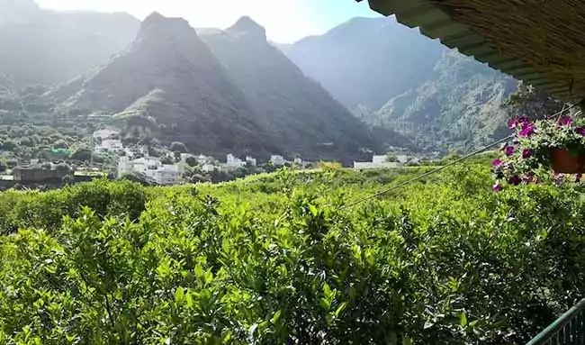 plantaciones cafe agaete valle plantaciones cafe